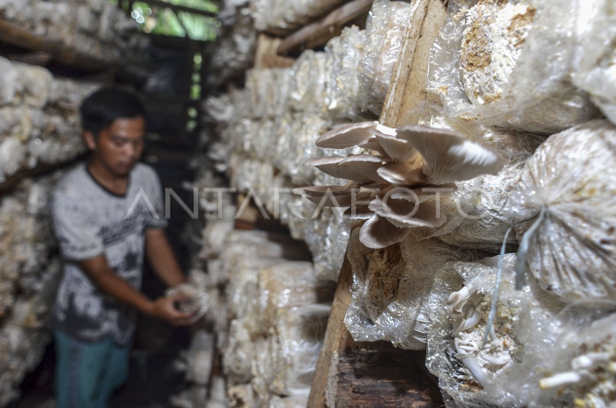 POTENSI EKSPOR JAMUR TIRAM | ANTARA Foto