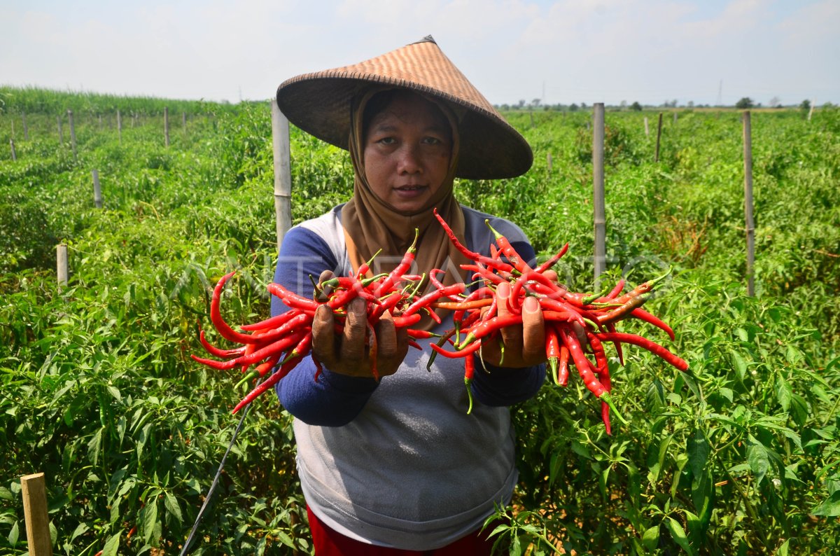 HARGA CABAI MERAH TURUN | ANTARA Foto