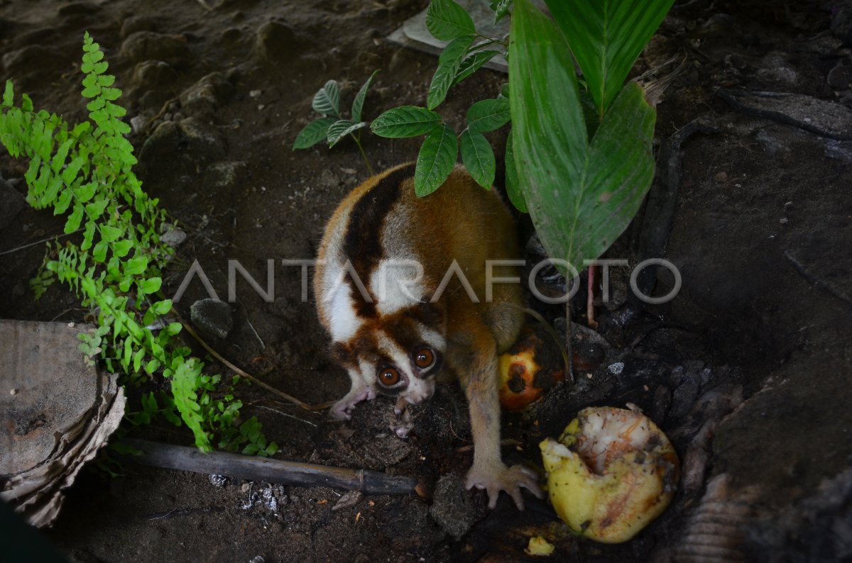EVAKUASI KUKANG JAWA DARI RUMAH WARGA