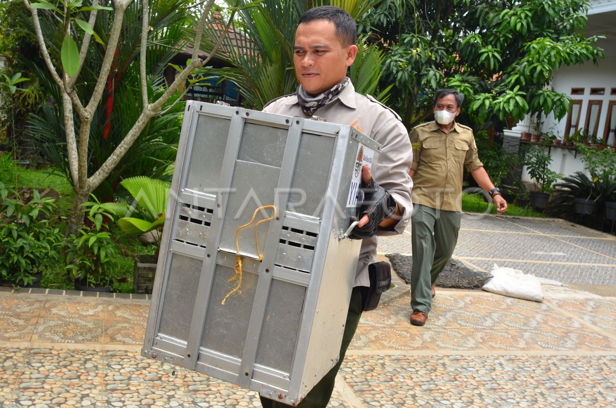EVAKUASI KUKANG JAWA DARI RUMAH WARGA