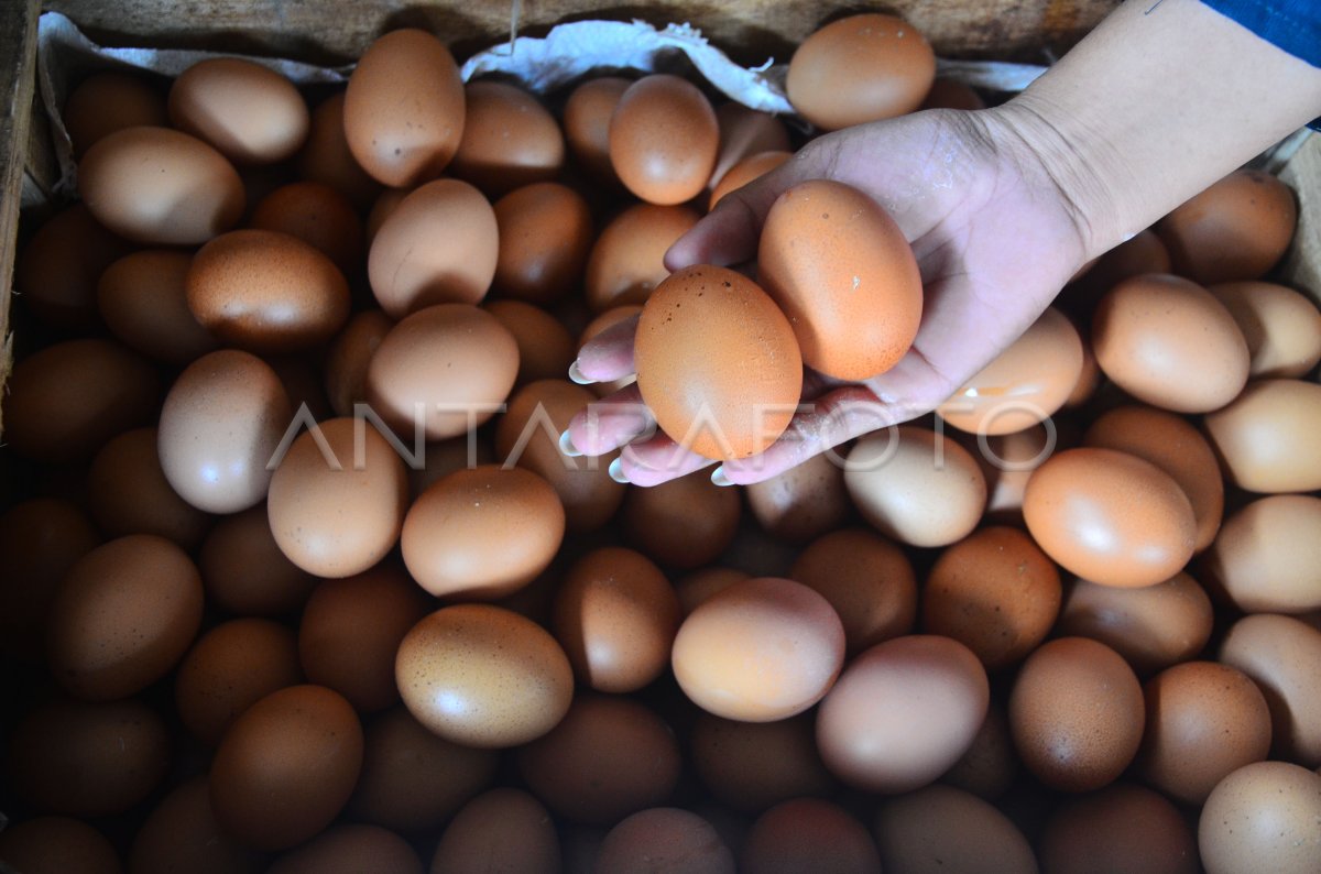 Harga Telur Ayam Ras Naik Antara Foto 6256