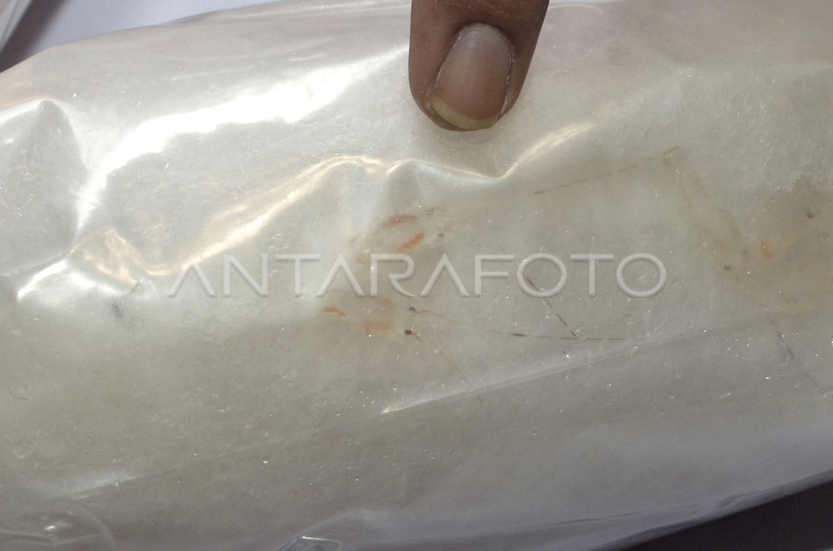 GAGALKAN PENYELUNDUPAN BABY LOBSTER | ANTARA Foto