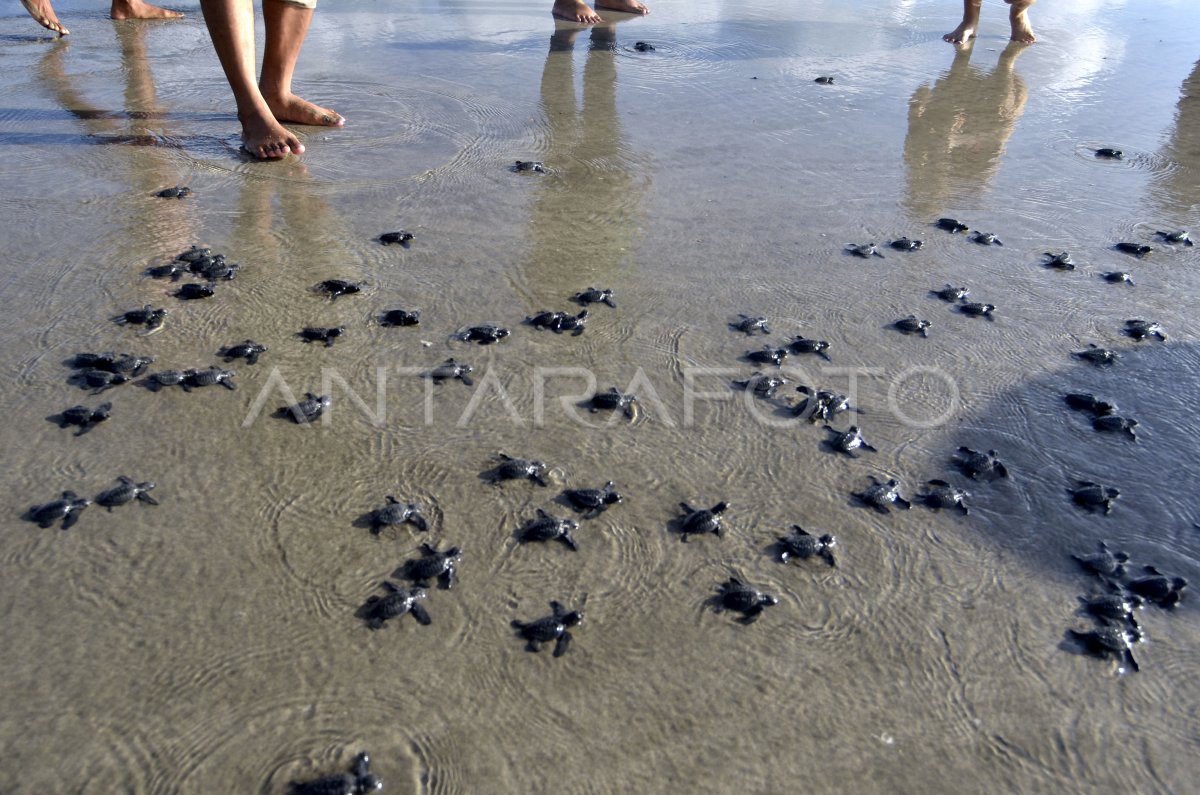 Pelepasan Tukik Di Pantai Kuta Antara Foto