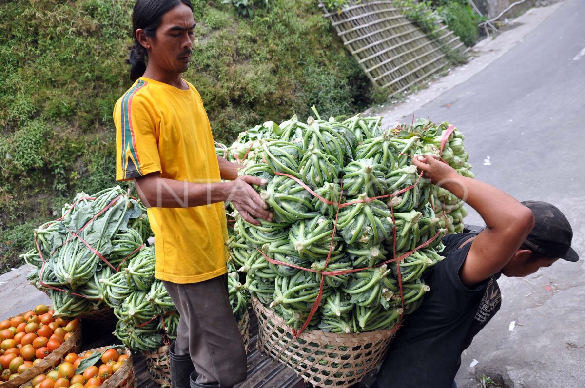 Harga Sayuran Turun Antara Foto