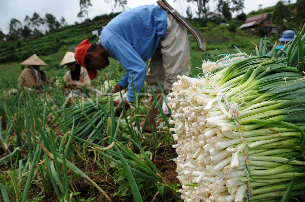 Panen Daun Bawang Antara Foto