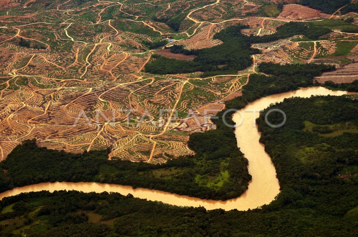 LAHAN KELAPA SAWIT | ANTARA Foto