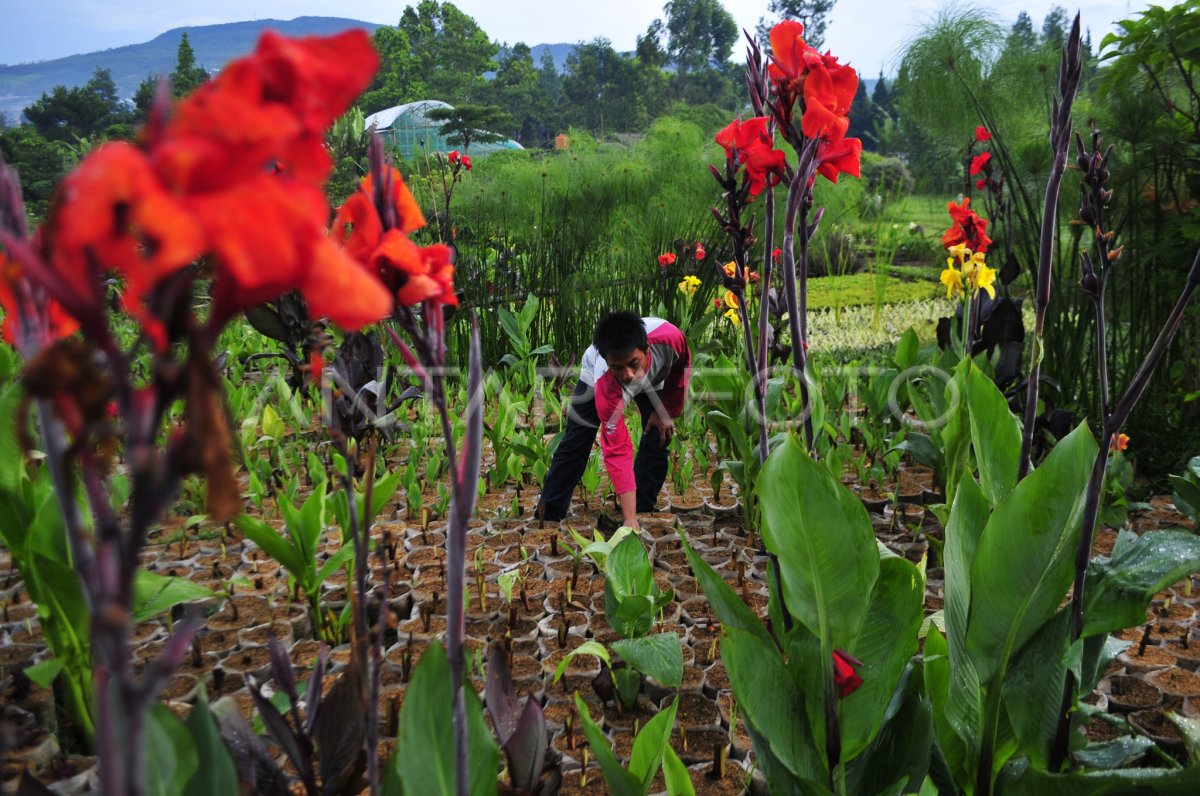 Penjualan Tanaman Hias Antara Foto