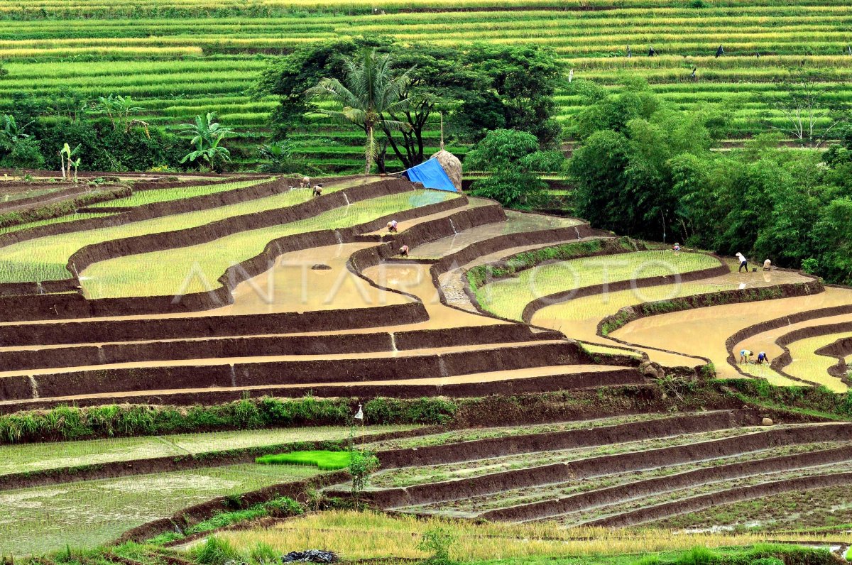 TARGET PRODUKSI BERAS | ANTARA Foto