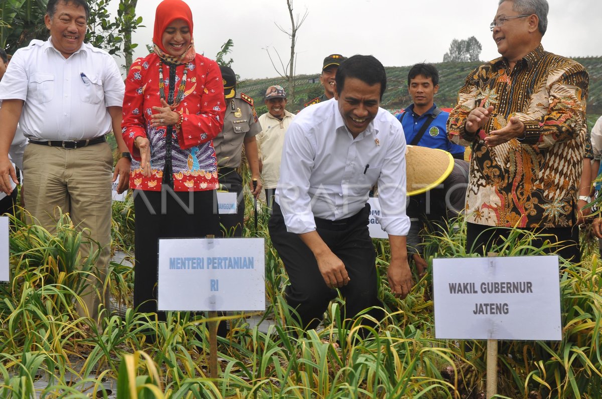 MENTAN PANEN RAYA BAWANG PUTIH | ANTARA Foto