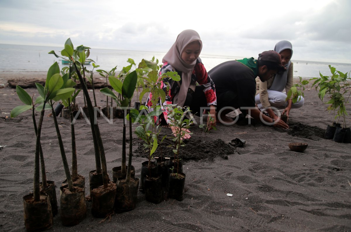 Aksi Tanam Bibit Pohon Di Pantai Kastela Antara Foto