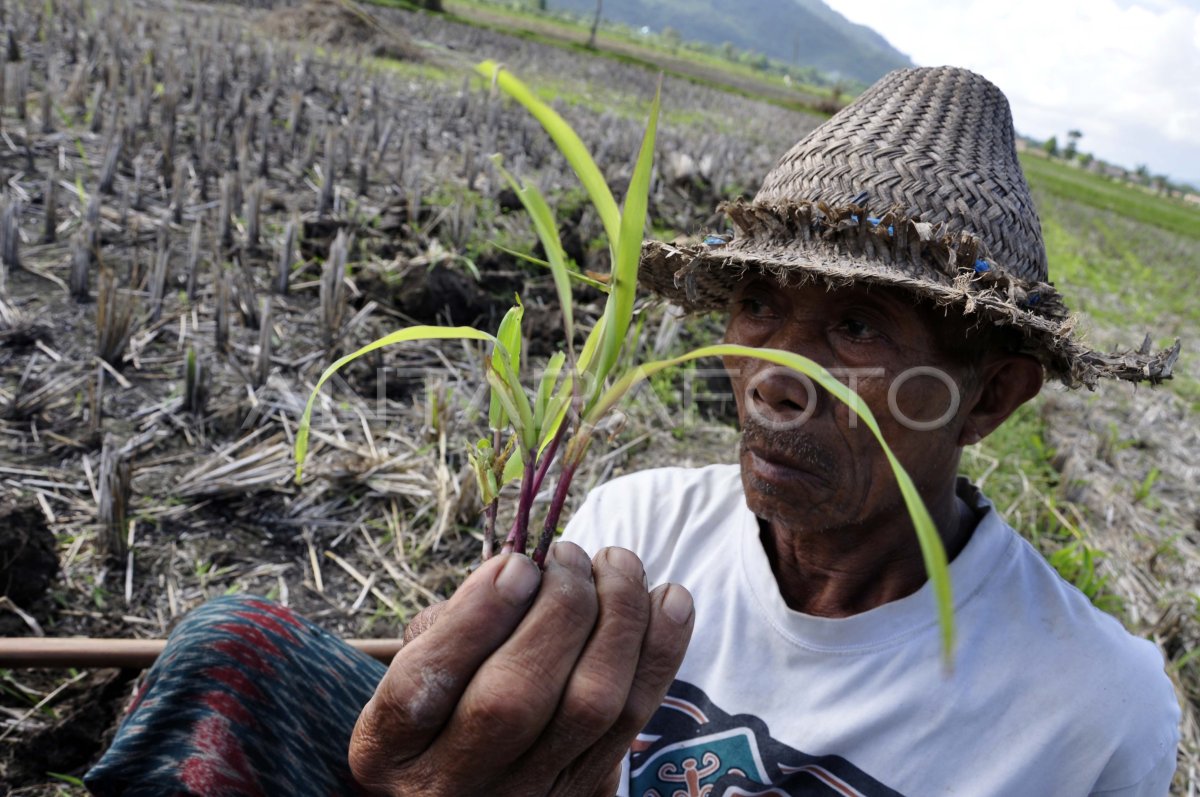 TANAMAN GAGAL TUMBUH | ANTARA Foto