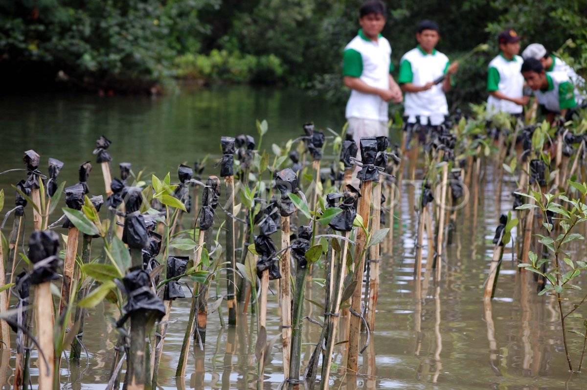 Penanaman Mangrove Antara Foto 