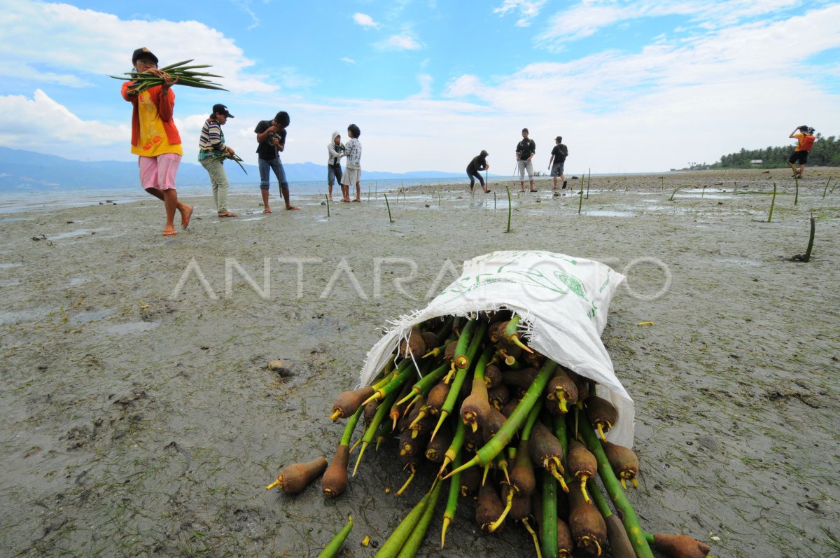 TANAM MANGROVE | ANTARA Foto