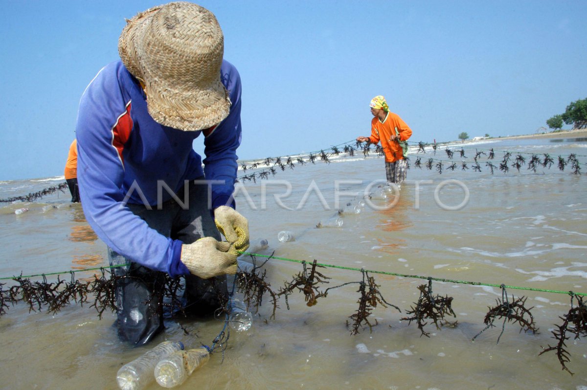 Harga Rumput Laut Antara Foto