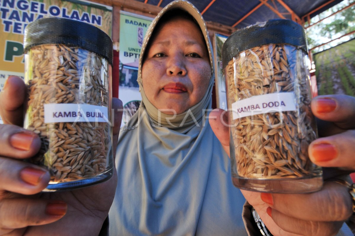 Benih Padi Lokal Antara Foto