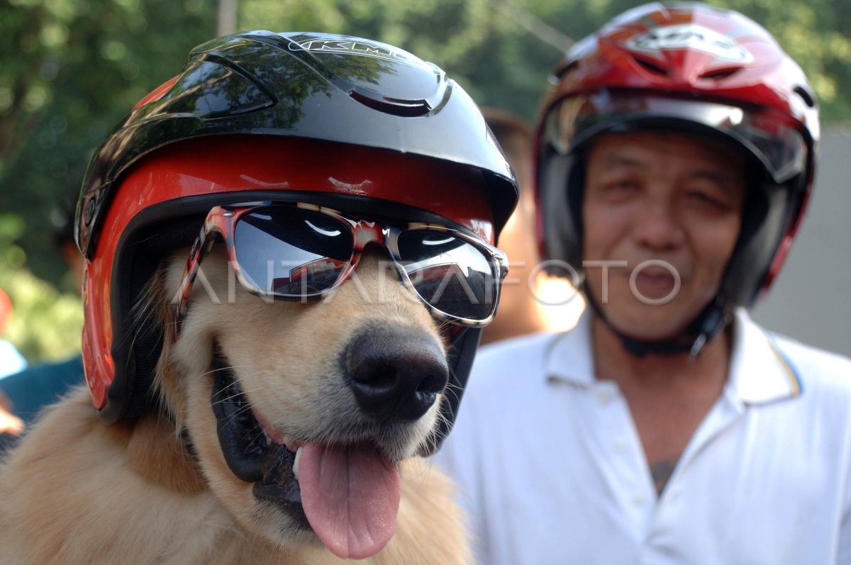 ANJING PINTAR | ANTARA Foto