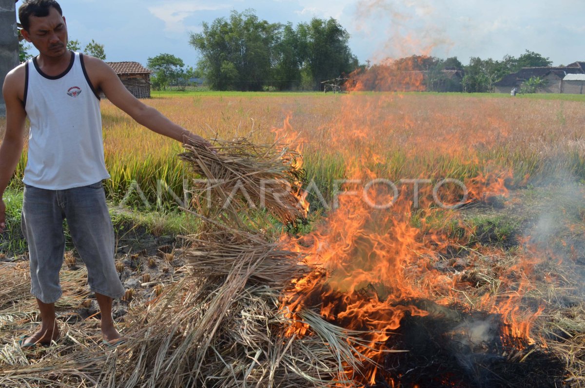 HAMA WERENG | ANTARA Foto