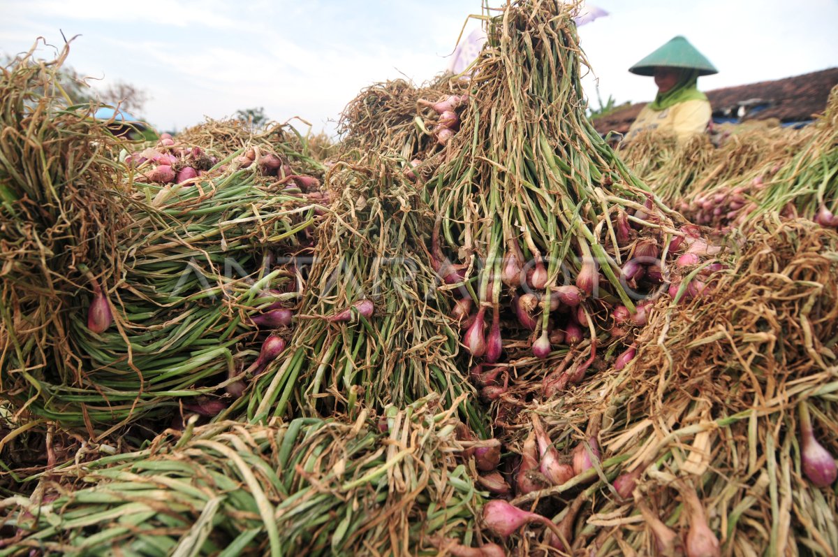 Harga Bawang Merah Semakin Tinggi Antara Foto