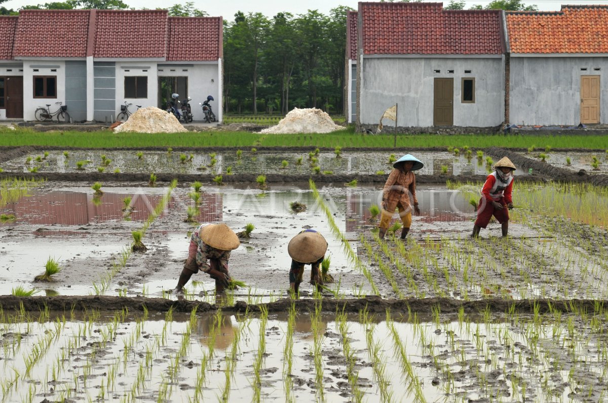 ALIH FUNGSI LAHAN PERTANIAN | ANTARA Foto