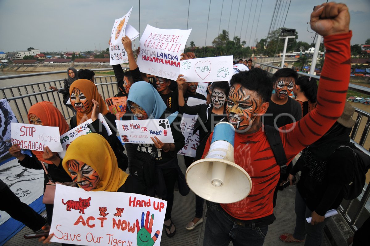 Kampanye Penyelamatan Harimau Sumatera Antara Foto