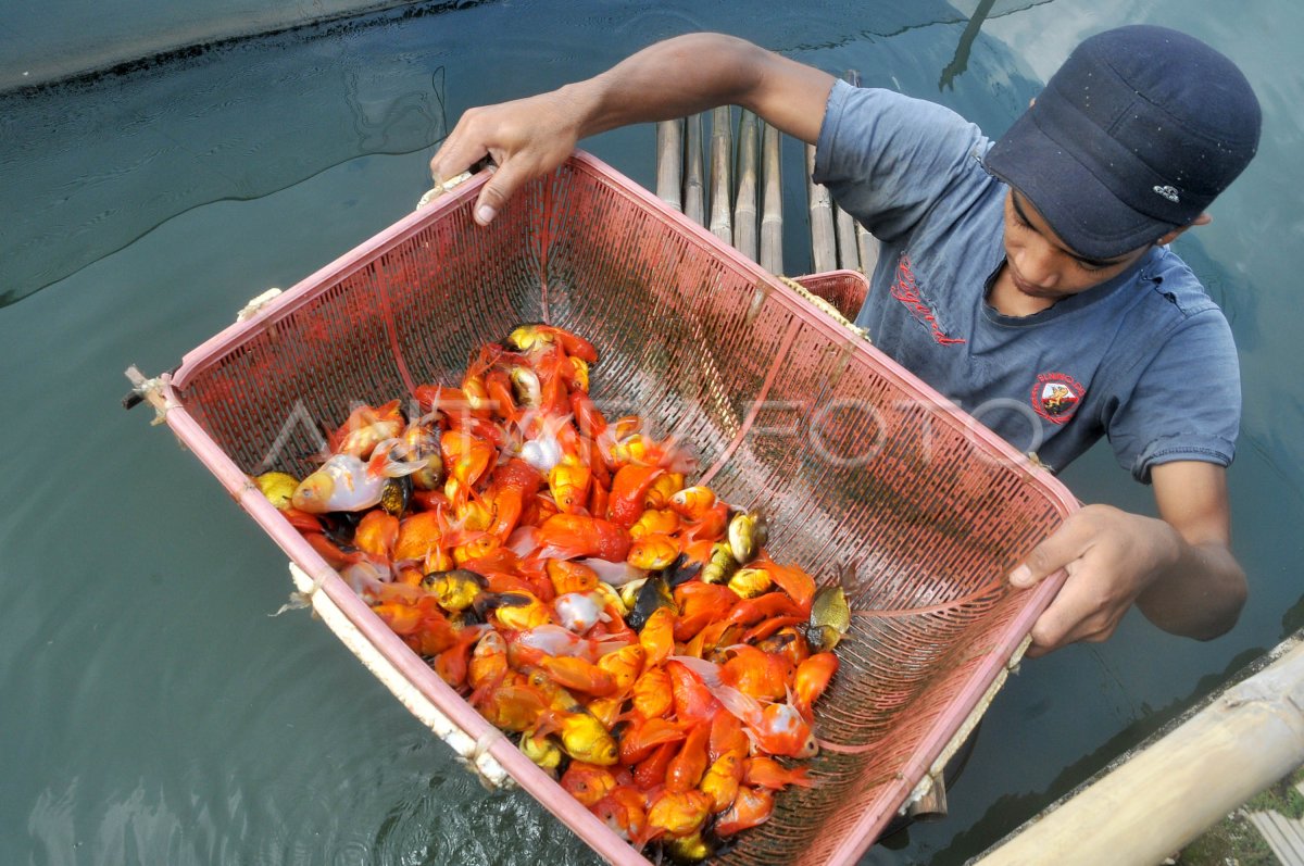 Budidaya Karamba Ikan Hias Antara Foto