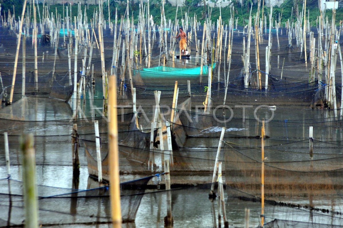 Budidaya Karamba Ikan Hias Antara Foto