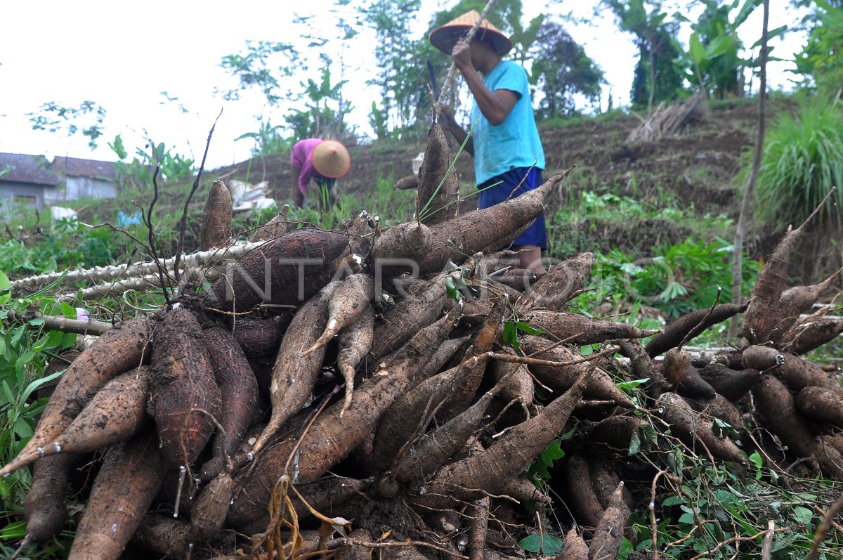 Harga Ketela Pohon Turun Antara Foto