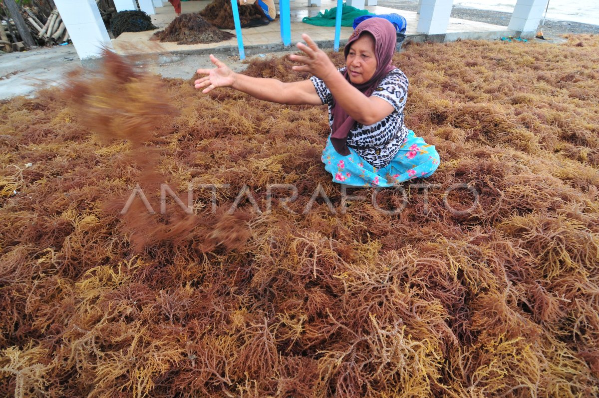 Produksi Rumput Laut Anjlok Antara Foto