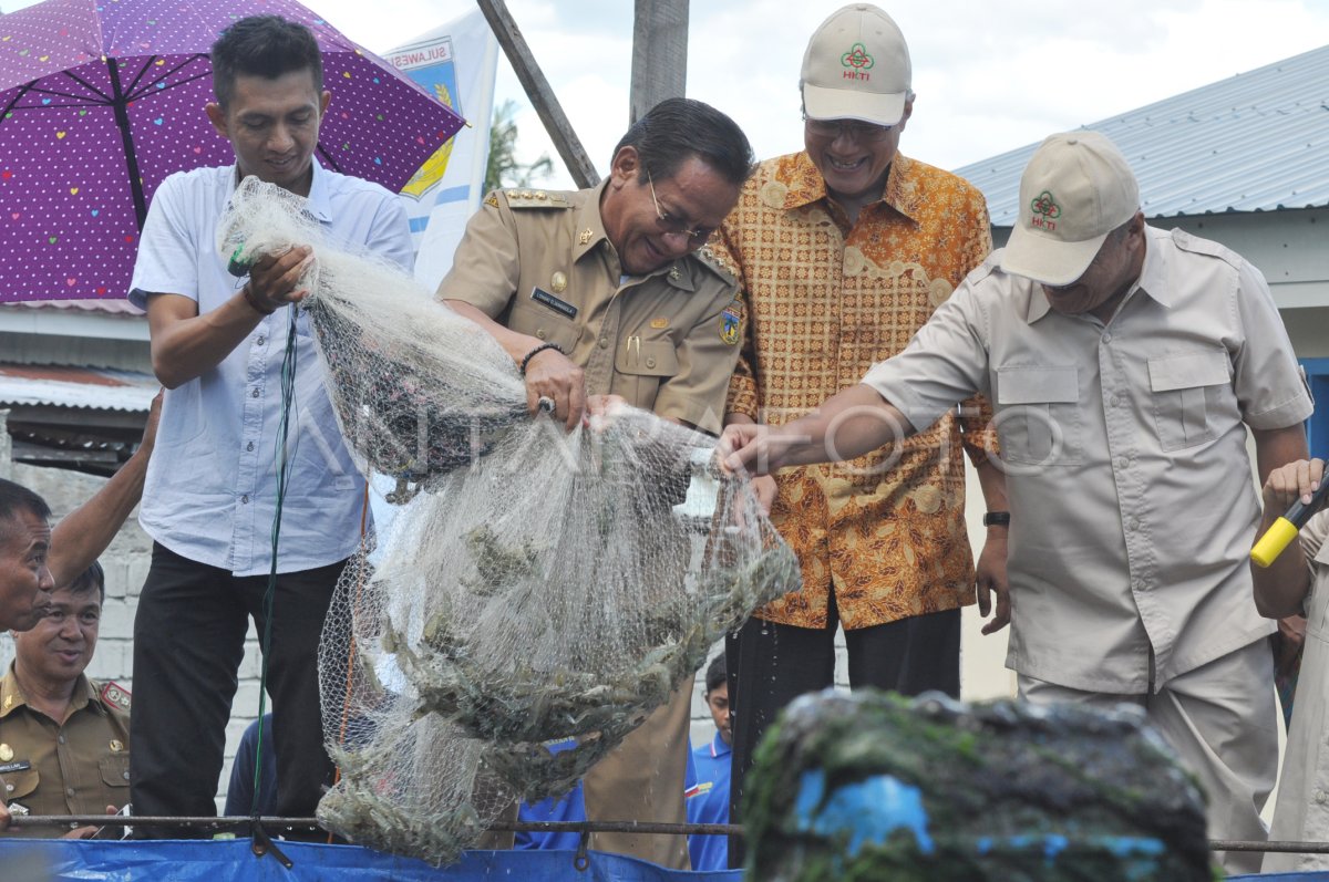 Panen Udang Vaname Skala Rakyat Antara Foto