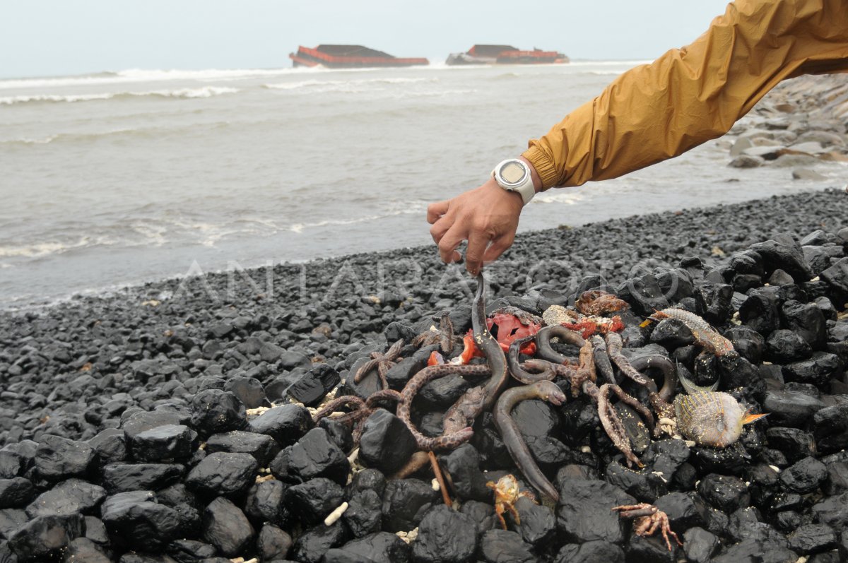 Tongkang Batu Bara Kandas Antara Foto