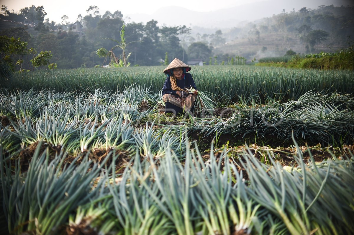 Panen Bawang Daun Antara Foto