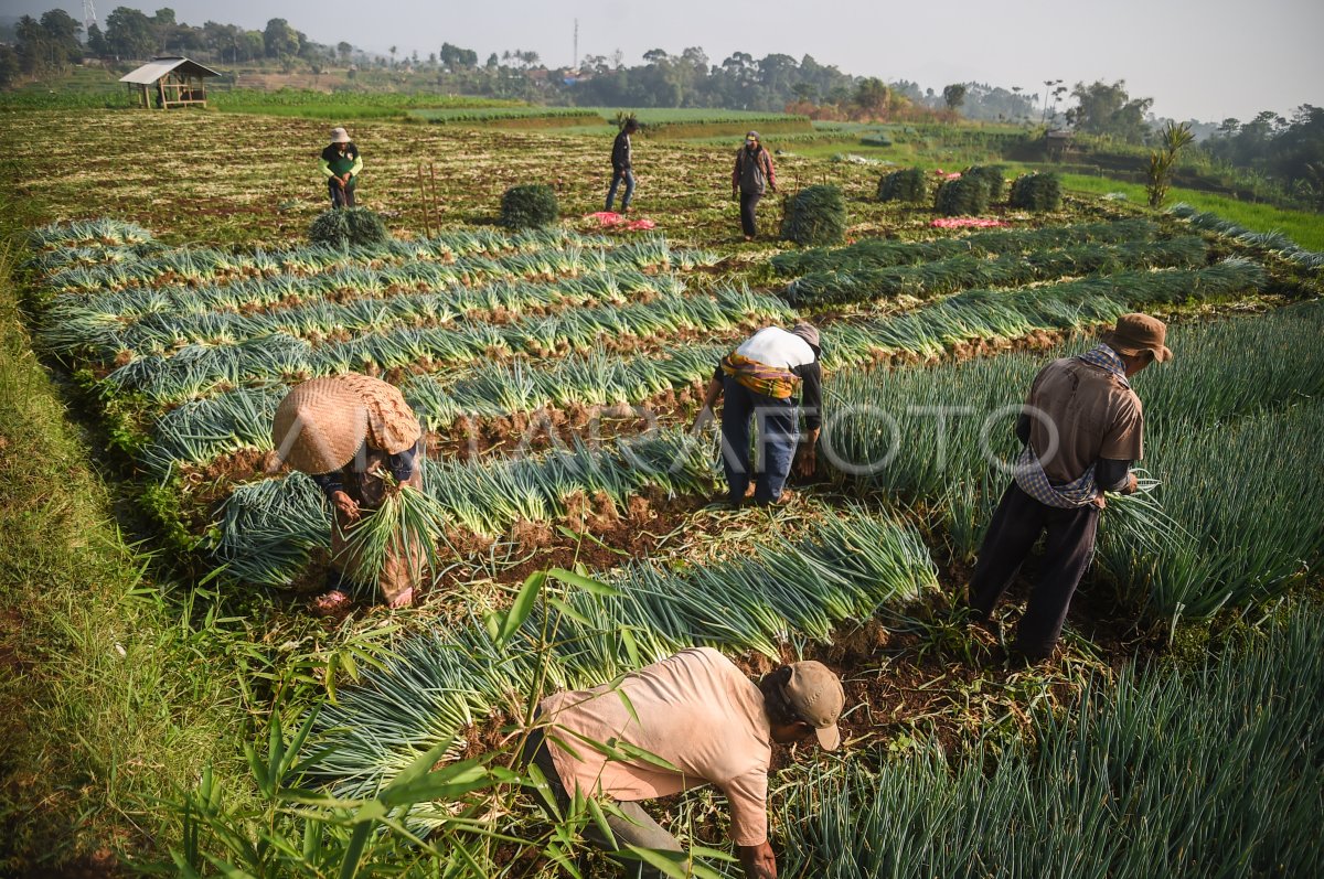 Panen Bawang Daun Antara Foto