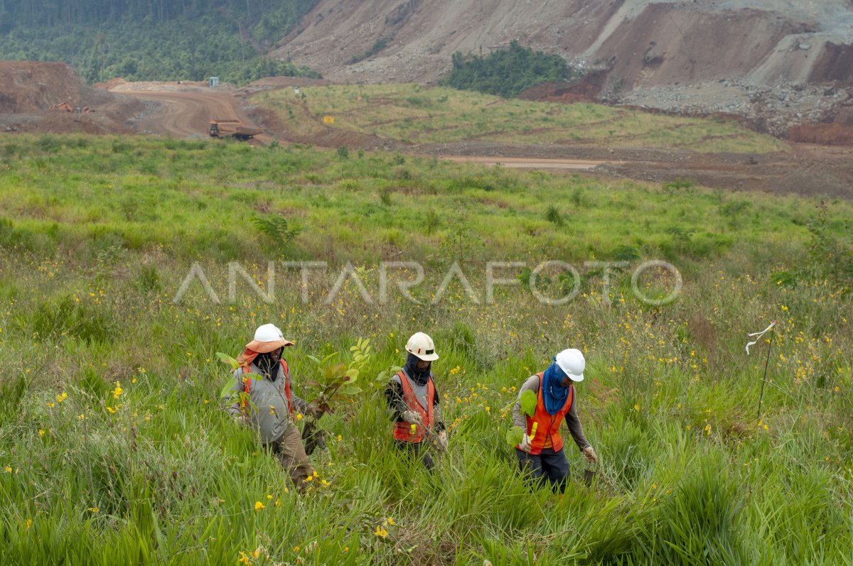 Revegetasi Lahan Bekas Tambang Antara Foto