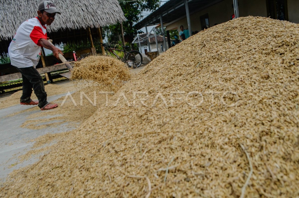 HARGA GABAH TURUN | ANTARA Foto