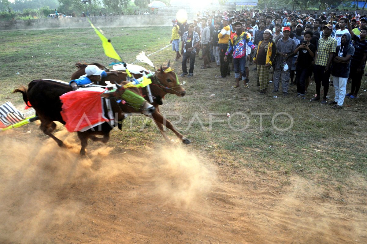 FINAL KERAPAN SAPI SE MADURA | ANTARA Foto