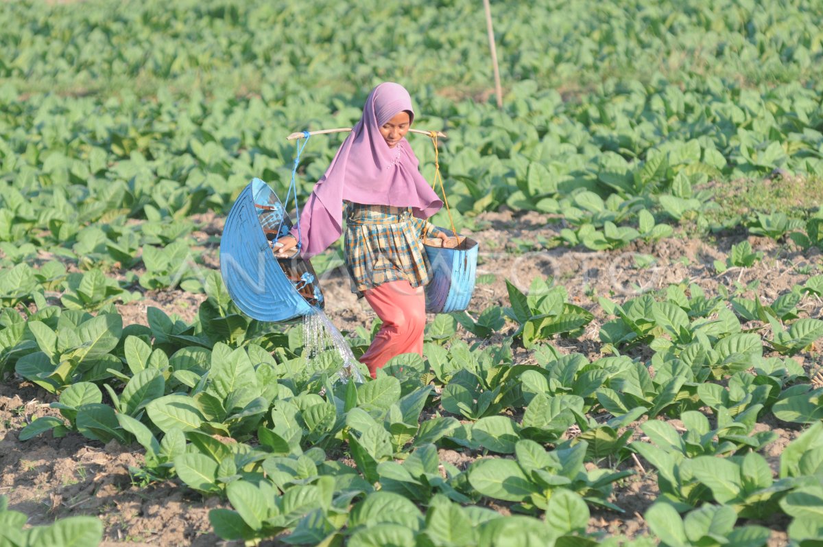 RENCANA SERAPAN TEMBAKAU PAMEKASAN