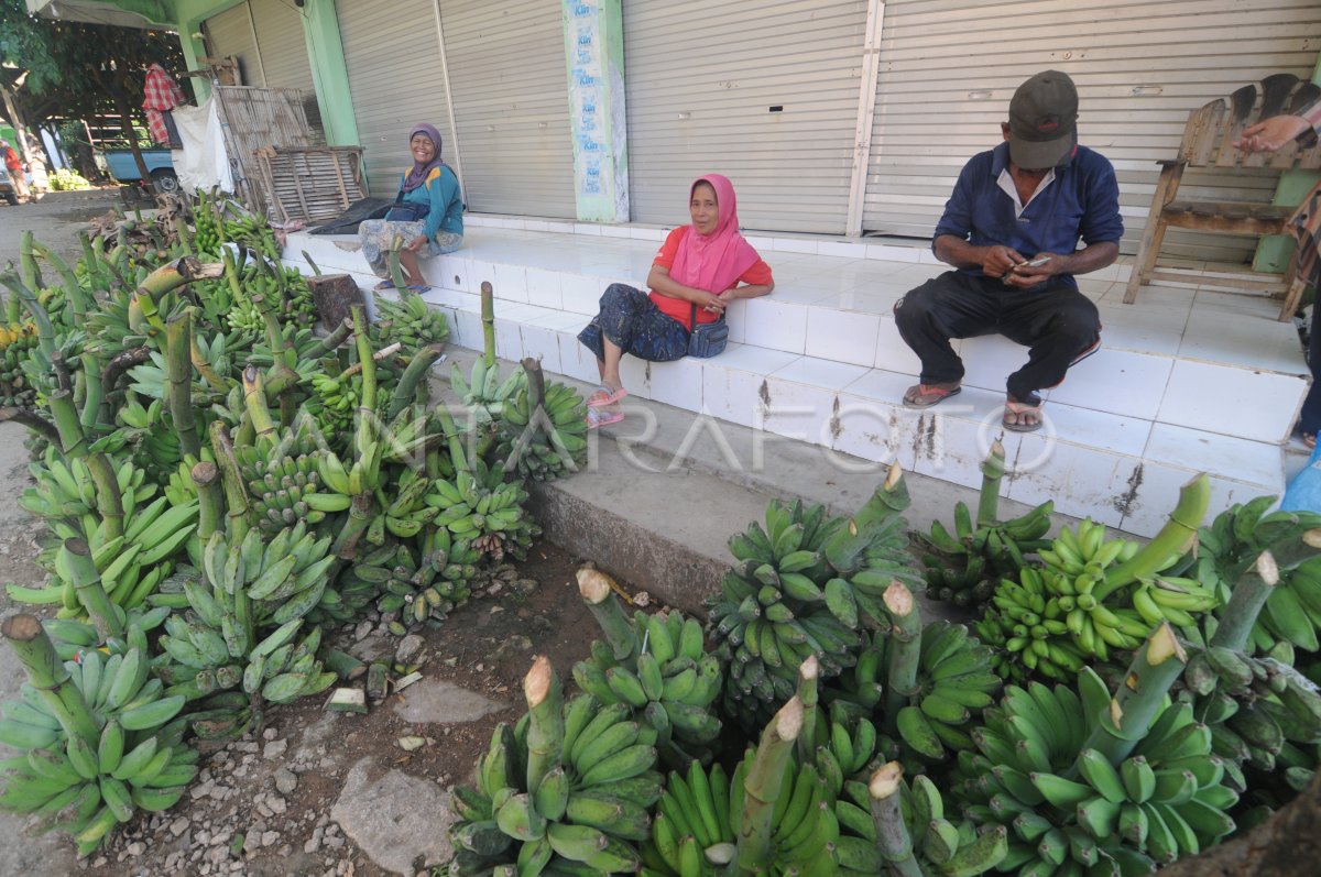 HARGA PISANG DI PAMEKASAN TURUN