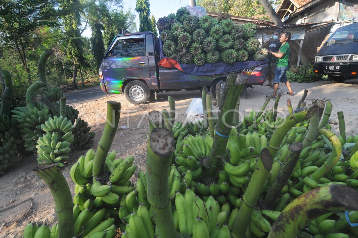 HARGA PISANG DI PAMEKASAN TURUN