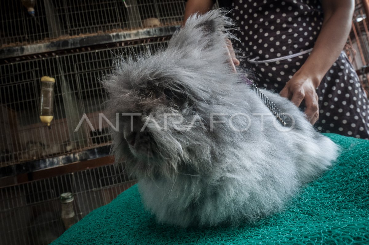 BUDI DAYA TERNAK KELINCI IMPOR DI PANDEGLANG