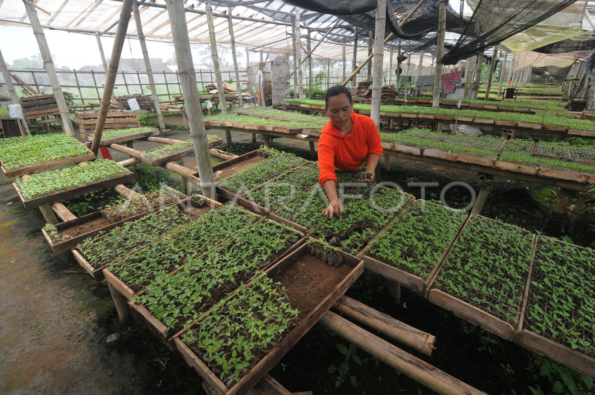 PENYEMAIAN DAN PENJUALAN BIBIT PERTANIAN | ANTARA Foto