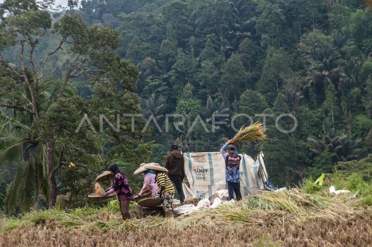 POTENSI KENAIKAN PRODUKSI BERAS NASIONAL | ANTARA Foto