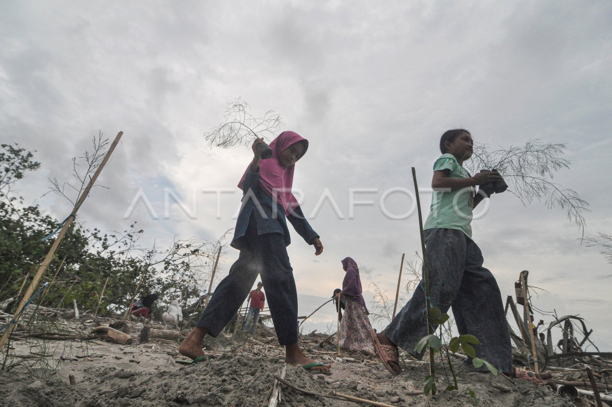 Penanaman 500 pohon cemara di Bengkulu