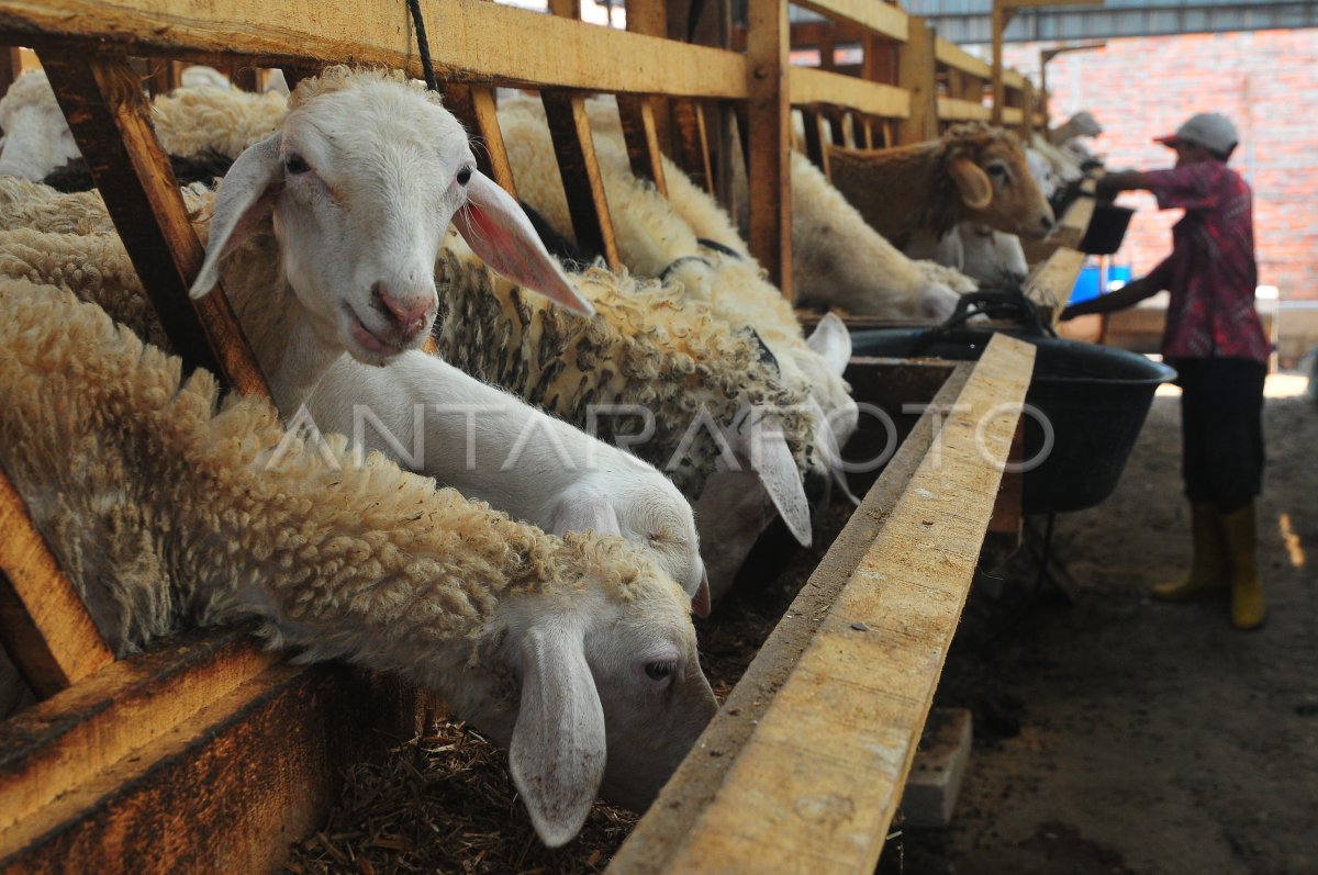 Peternakan Domba Modern Di Kudus ANTARA Foto