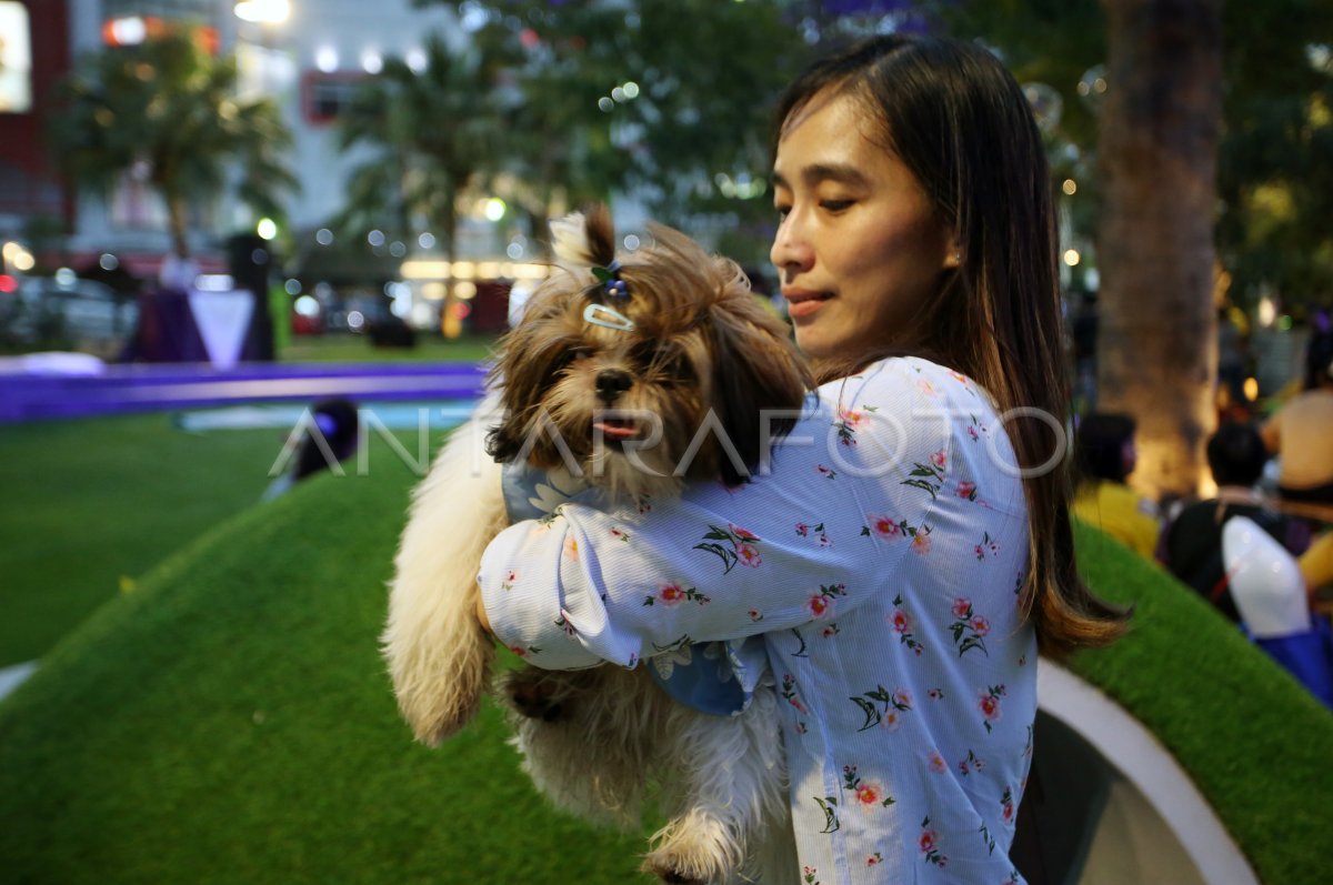 Taman bermain untuk anjing peliharaan