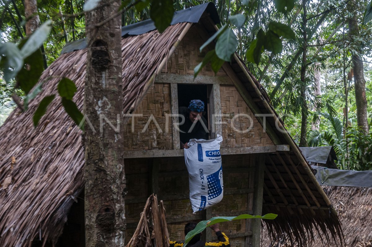 Ketahanan pangan masyarakat Suku Badui