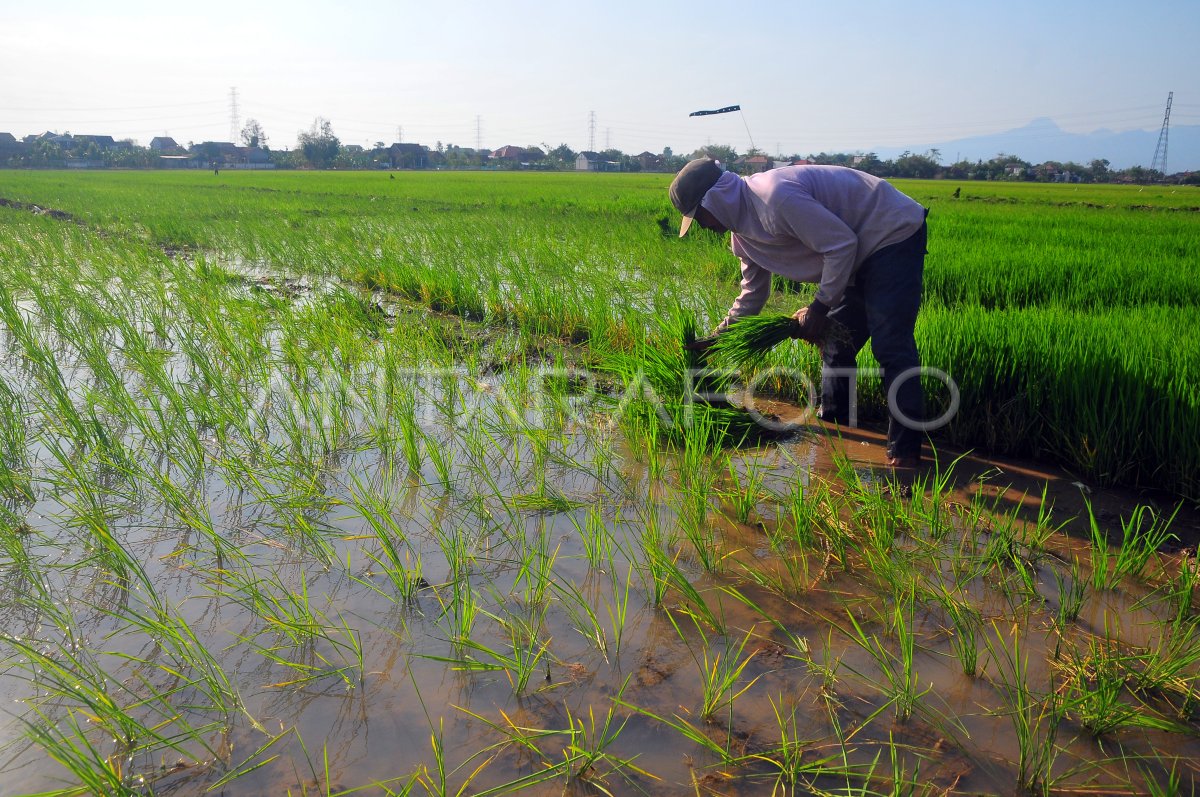 Pemanfaatan irigasi bendungan logung Kudus