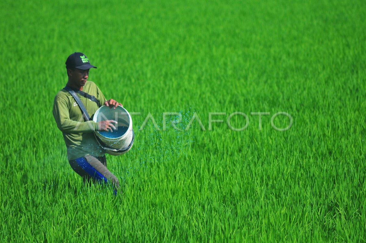 Target Produksi Beras 2024 | ANTARA Foto