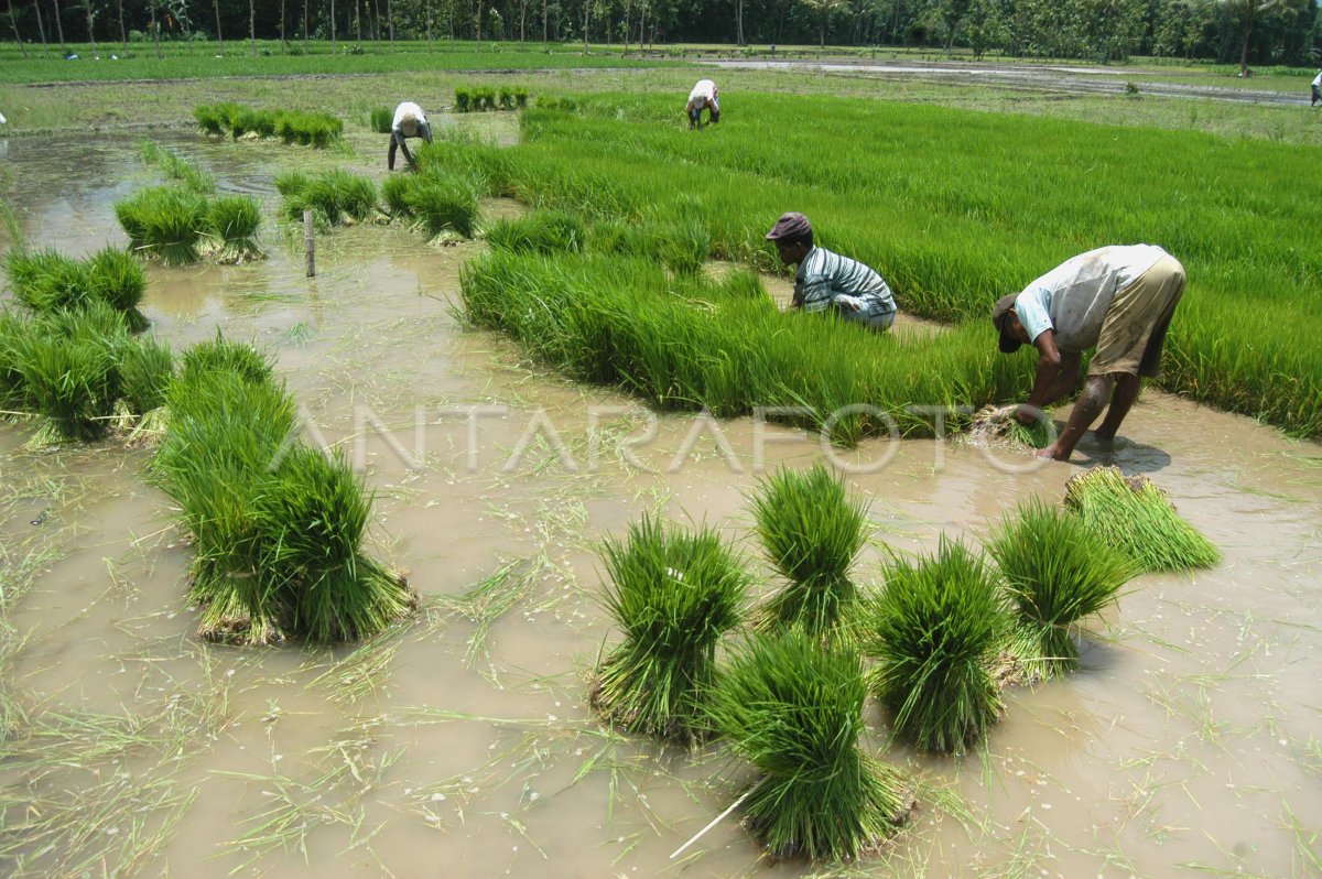 Bibit Padi Antara Foto