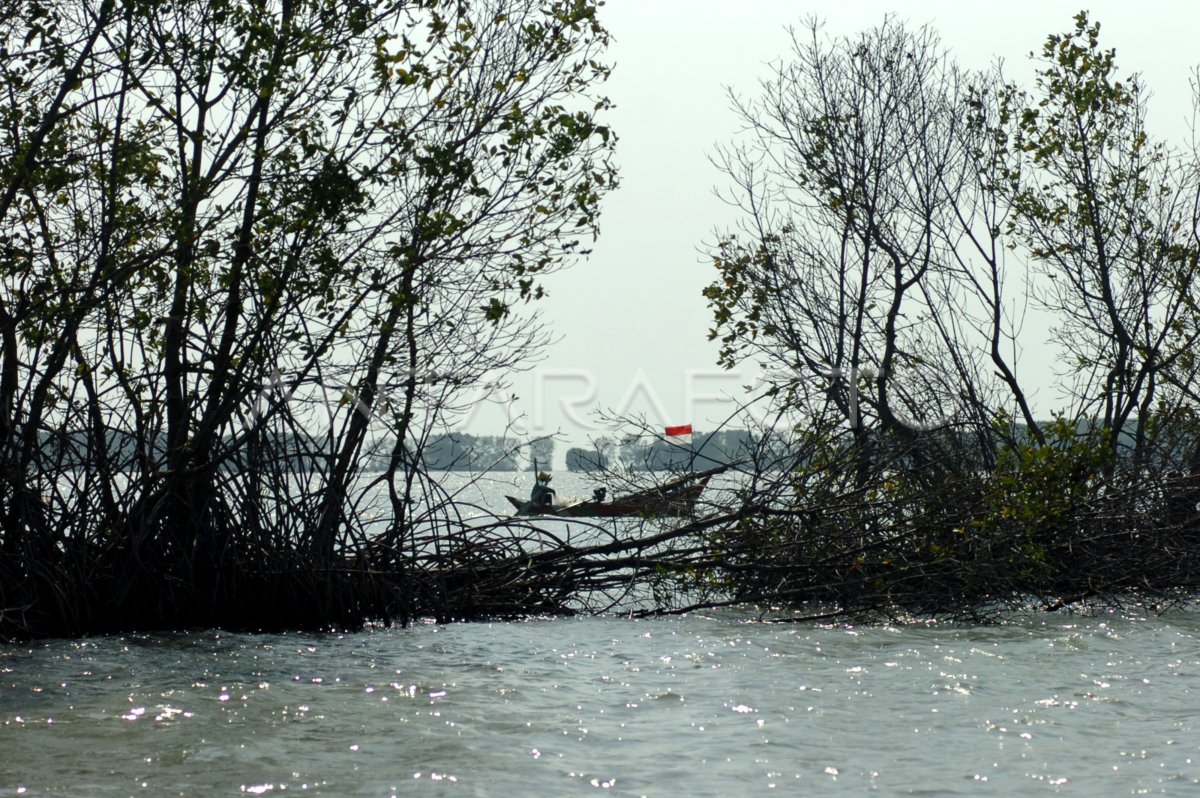 Kerusakan Hutan Mangrove Di Indonesia Antara Foto