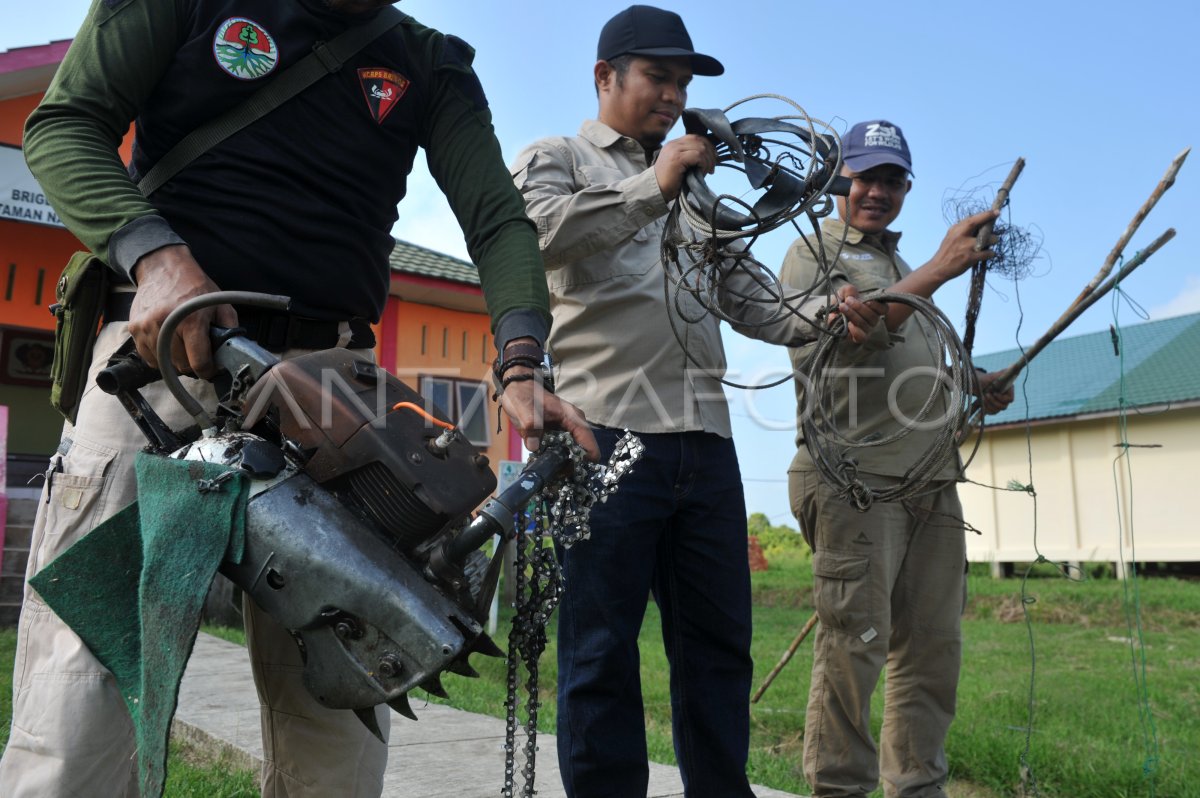 TEMUAN JERAT HARIMAU DALAM KAWASAN LINDUNG | ANTARA Foto